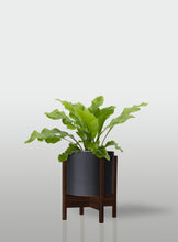 Cargar imagen en el visor de la galería, HELECHO NIDO DE AVE MACETA NEGRA BASE NOGAL