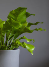 Cargar imagen en el visor de la galería, HELECHO NIDO DE AVE _LYRATA CASA DE PLANTAS