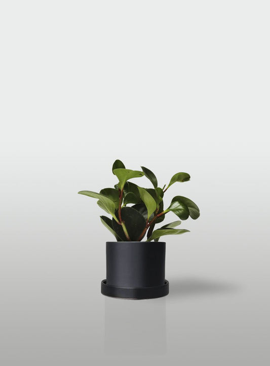 PEPEROMIA MACETA NEGRA CON PLATO