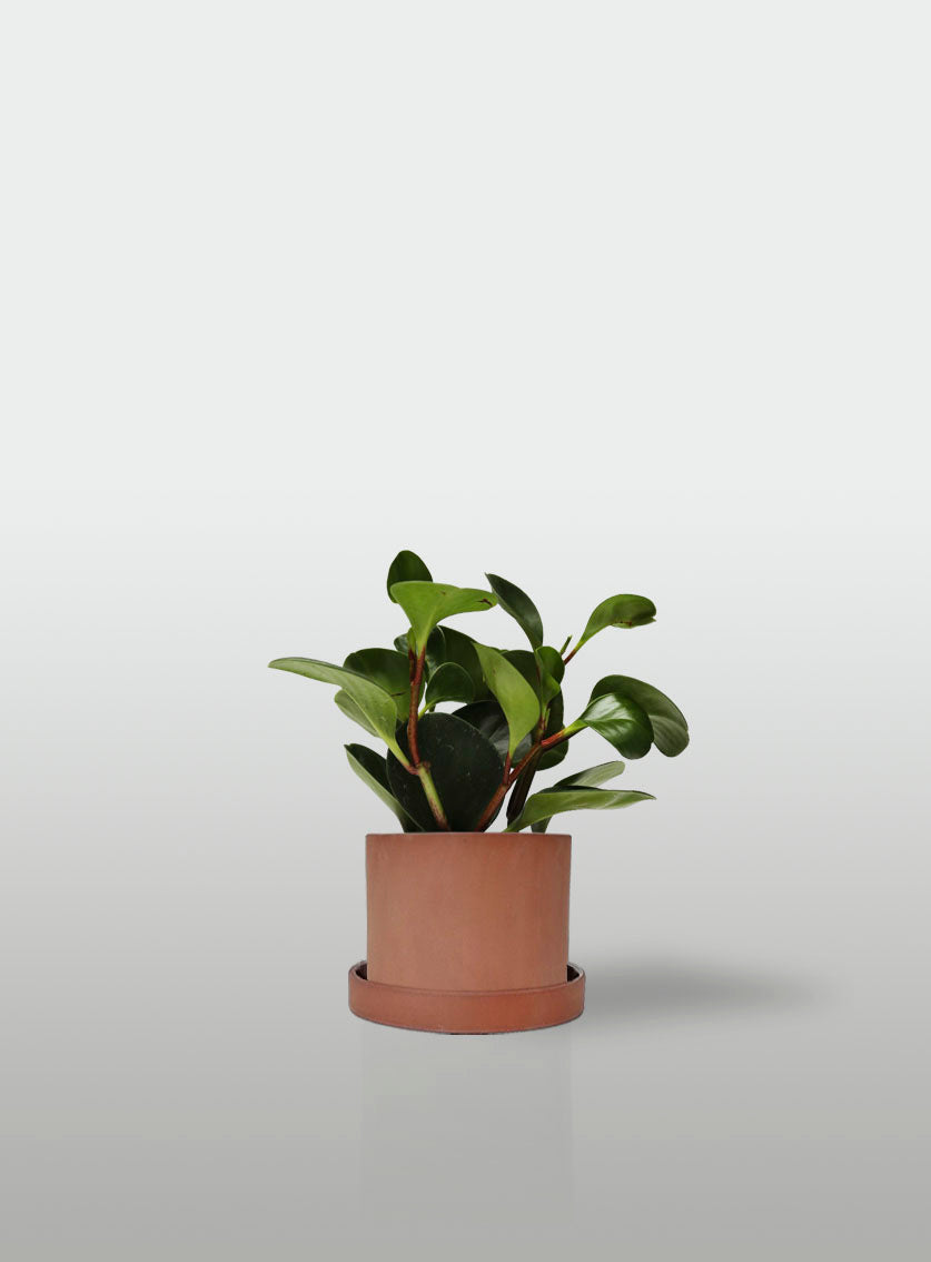 PEPEROMIA MACETA TERRACOTA CON PLATO