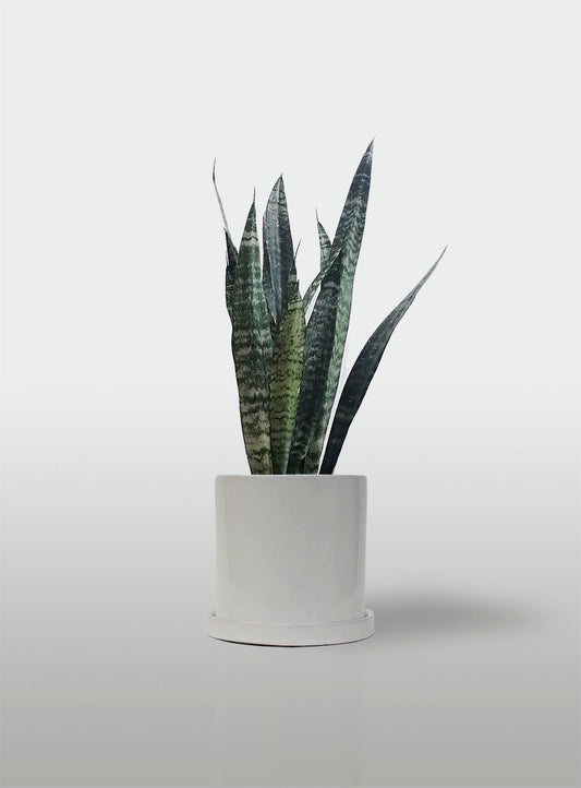 Sansevieria