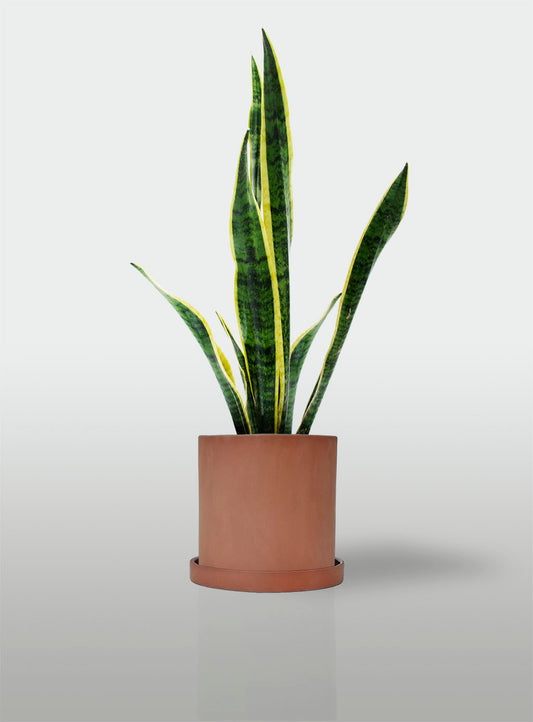 Sansevieria Borde Amarillo