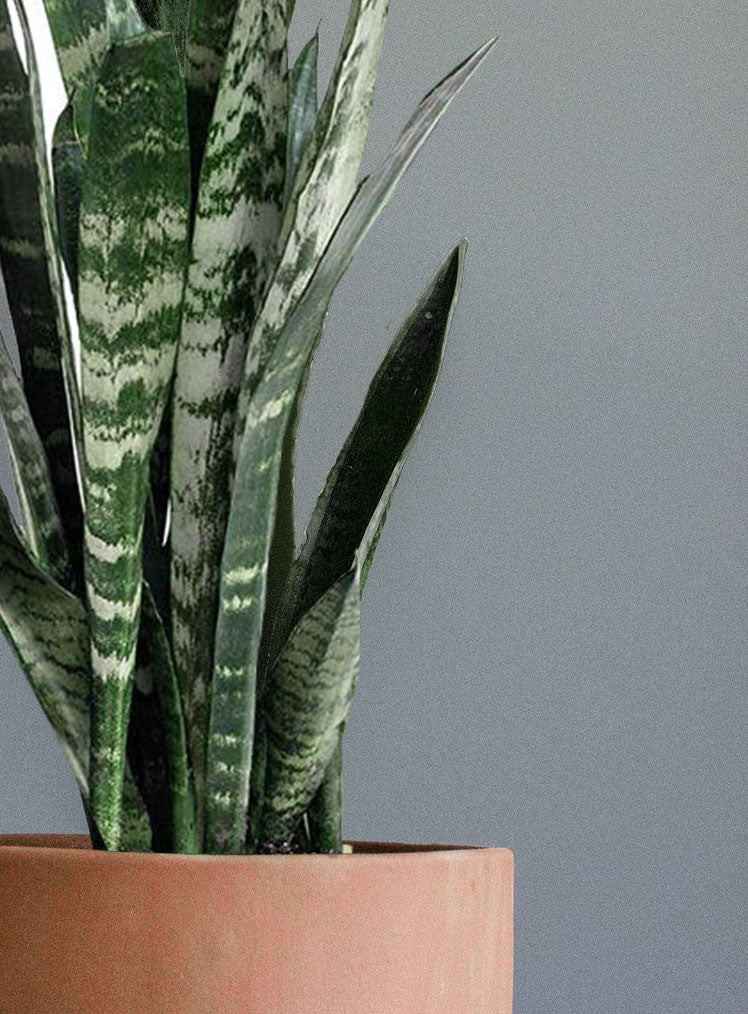 sansevieria tamaño Sansevieria – LYRATA Casa de Plantas