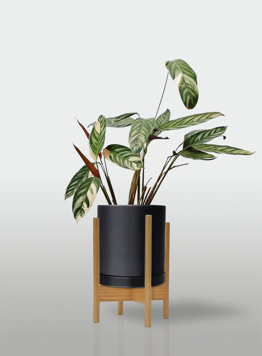 Stromanthe Triostar Alto