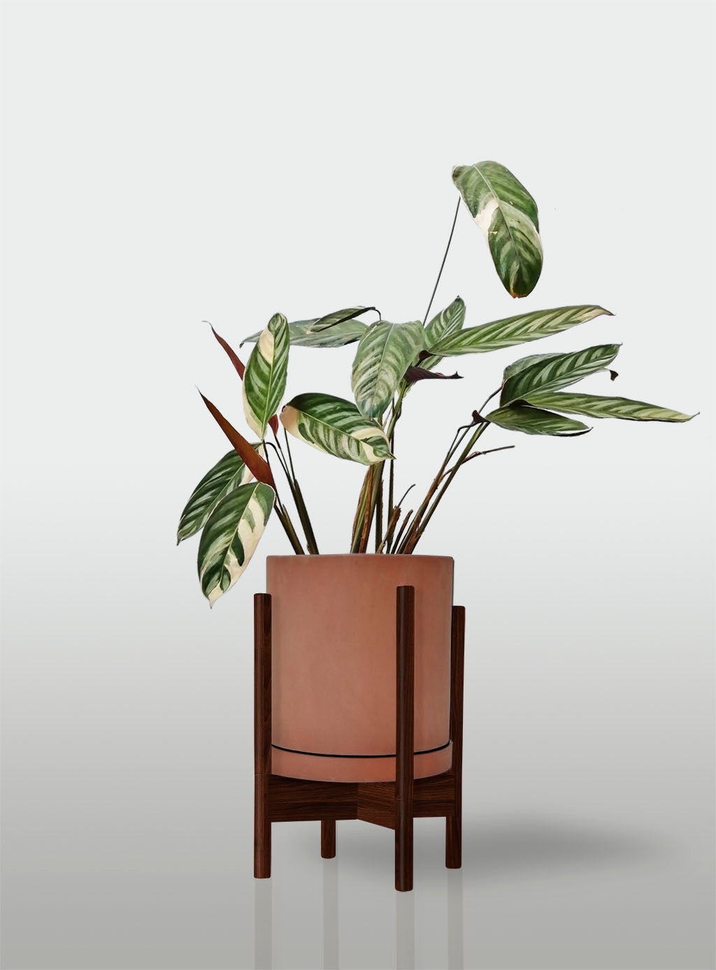 Stromanthe Triostar Alto