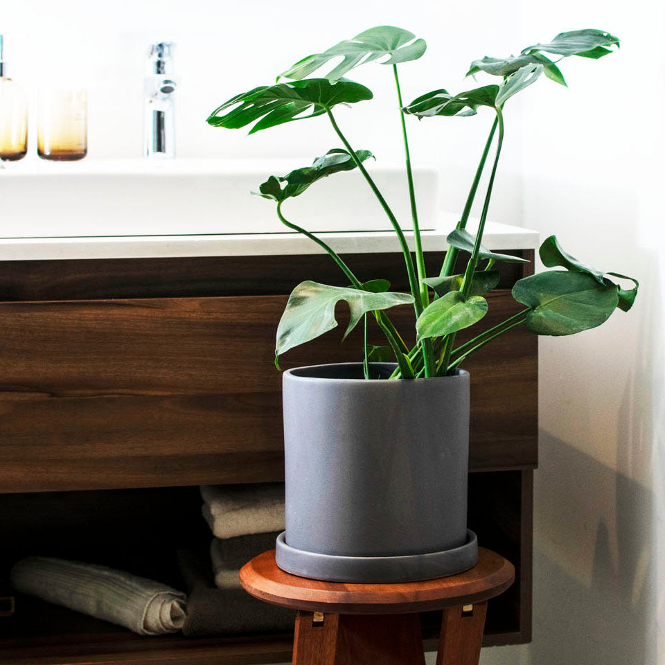 PLANTAS PARA EL BAÑO - LYRATA CASA DE PLANTAS