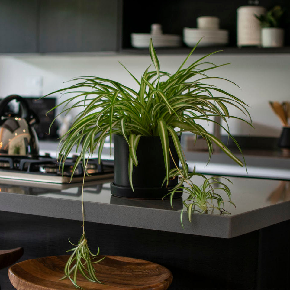 PLANTAS PARA LA COCINA - LYRATA CASA DE PLANTAS