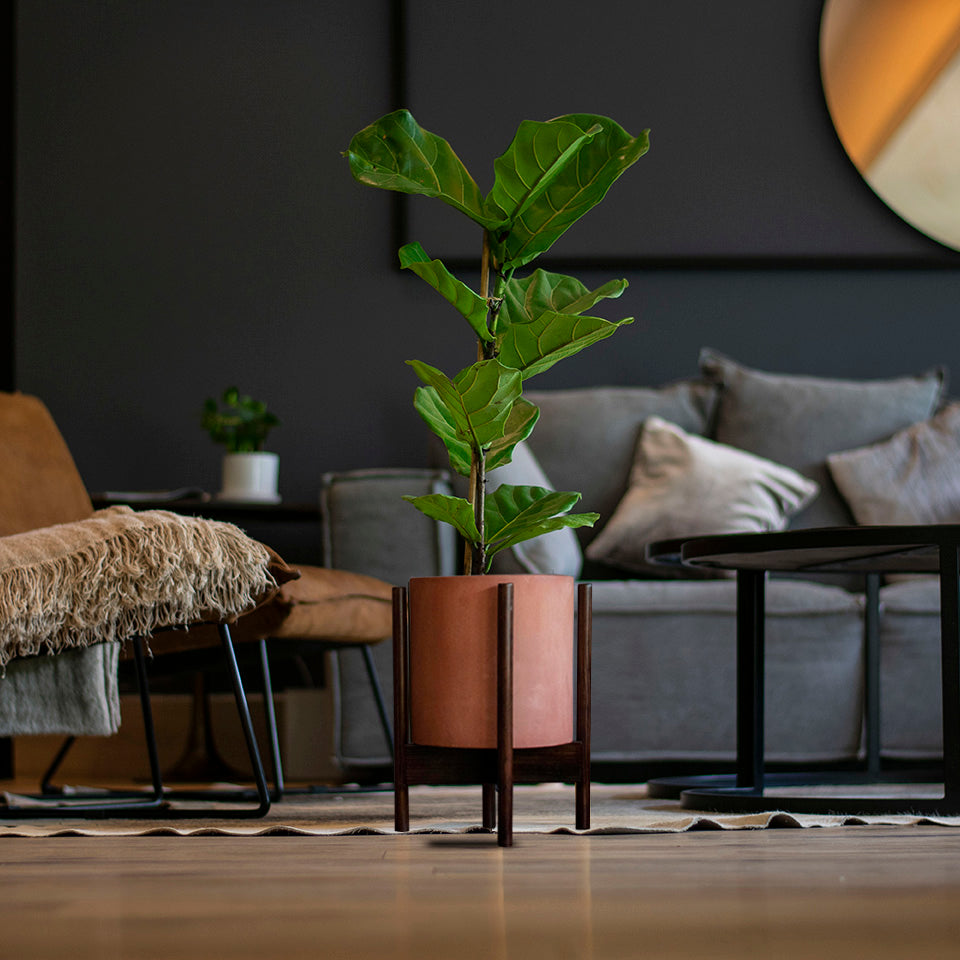 Las mejores plantas para la sala