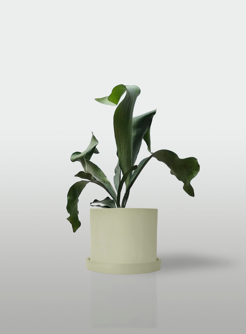 Helecho Cuerno de Alce