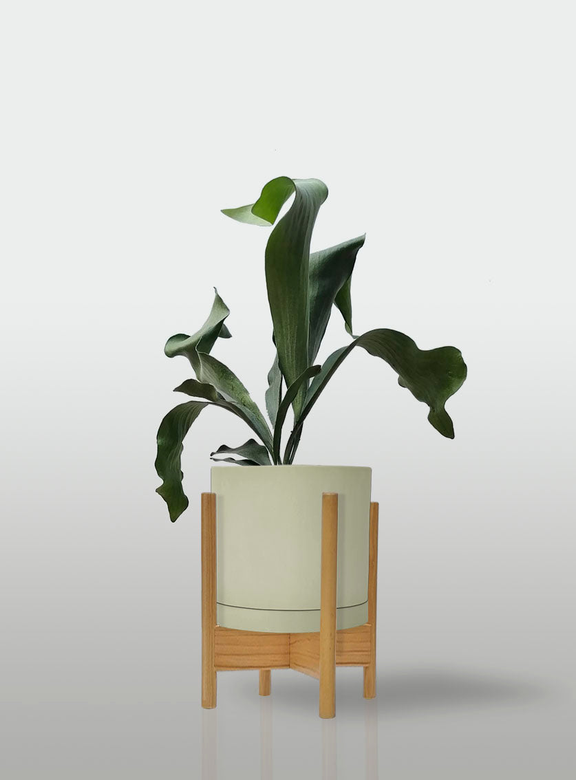 Helecho Cuerno de Alce