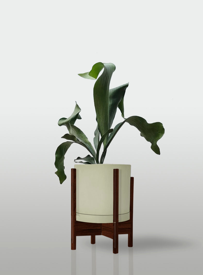 Helecho Cuerno de Alce