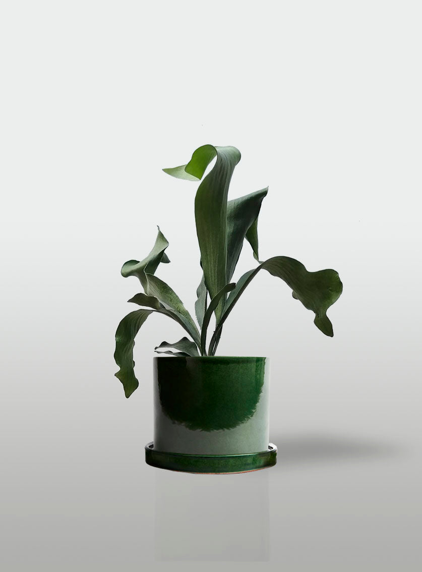 Helecho Cuerno de Alce