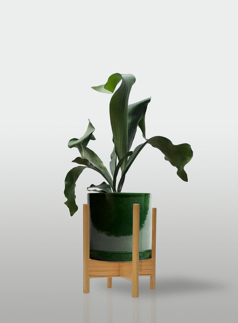 Helecho Cuerno de Alce