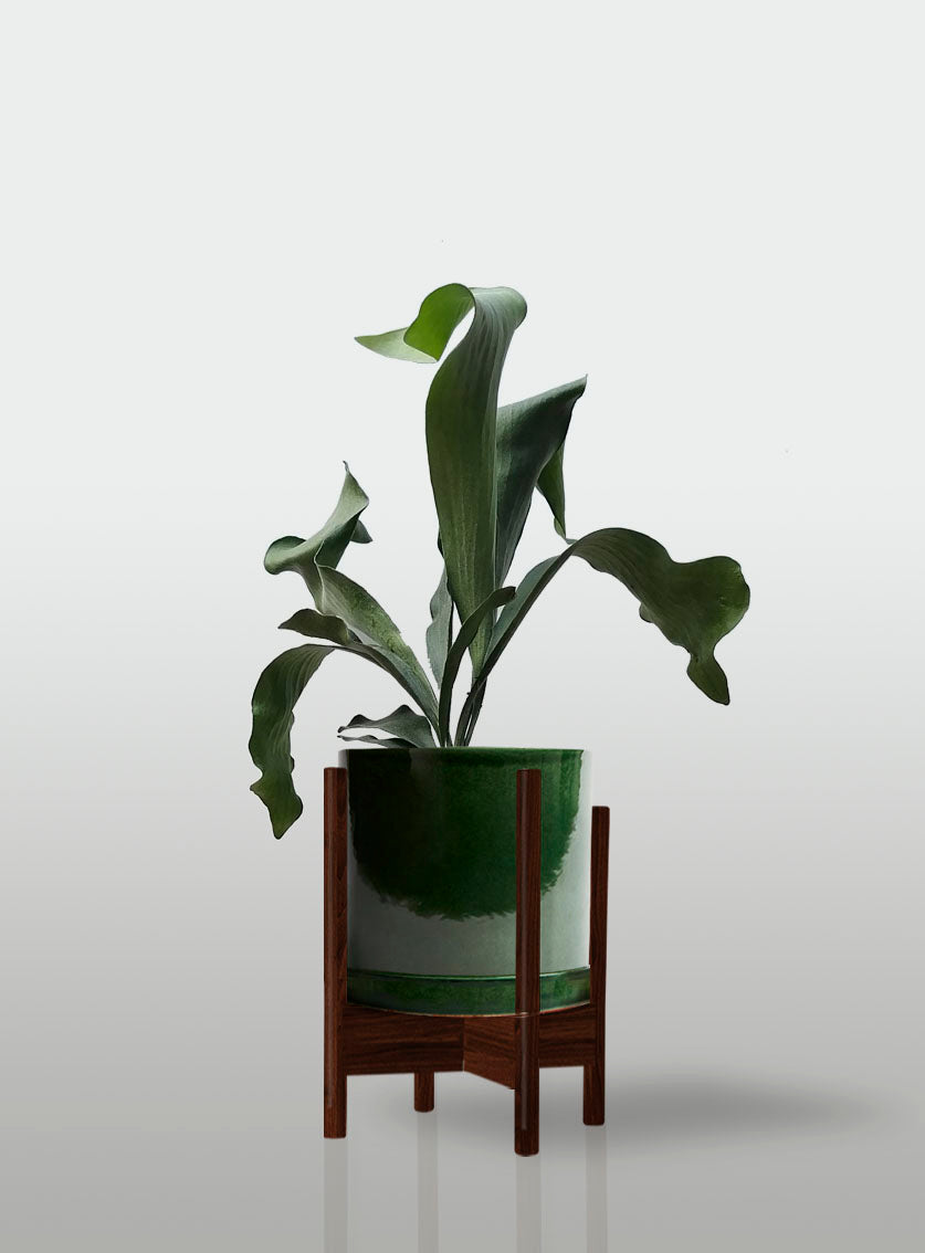 Helecho Cuerno de Alce