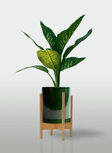 Cargar imagen en el visor de la galería, Amoena