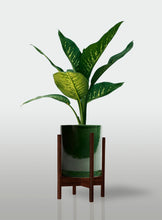 Cargar imagen en el visor de la galería, Amoena