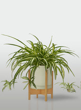 Cargar imagen en el visor de la galería, Cinta