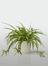 Cargar imagen en el visor de la galería, Cinta