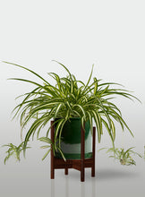 Cargar imagen en el visor de la galería, Cinta