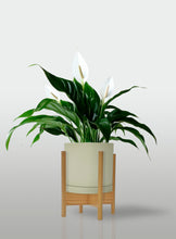 Cargar imagen en el visor de la galería, Lirio de la Paz