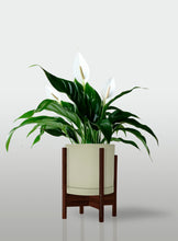 Cargar imagen en el visor de la galería, Lirio de la Paz