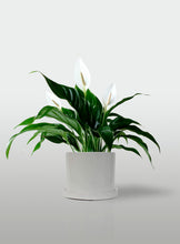 Cargar imagen en el visor de la galería, Lirio de la Paz