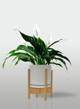 Cargar imagen en el visor de la galería, Lirio de la Paz