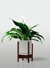 Cargar imagen en el visor de la galería, Lirio de la Paz