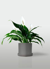 Cargar imagen en el visor de la galería, Lirio de la Paz