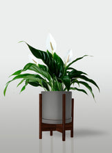 Cargar imagen en el visor de la galería, Lirio de la Paz