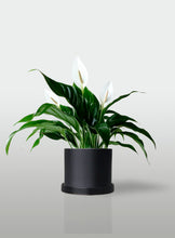 Cargar imagen en el visor de la galería, Lirio de la Paz