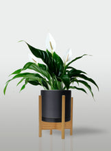 Cargar imagen en el visor de la galería, Lirio de la Paz