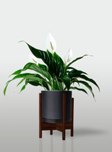 Cargar imagen en el visor de la galería, Lirio de la Paz