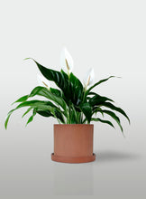 Cargar imagen en el visor de la galería, Lirio de la Paz