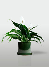 Cargar imagen en el visor de la galería, Lirio de la Paz