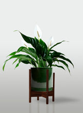 Cargar imagen en el visor de la galería, Lirio de la Paz