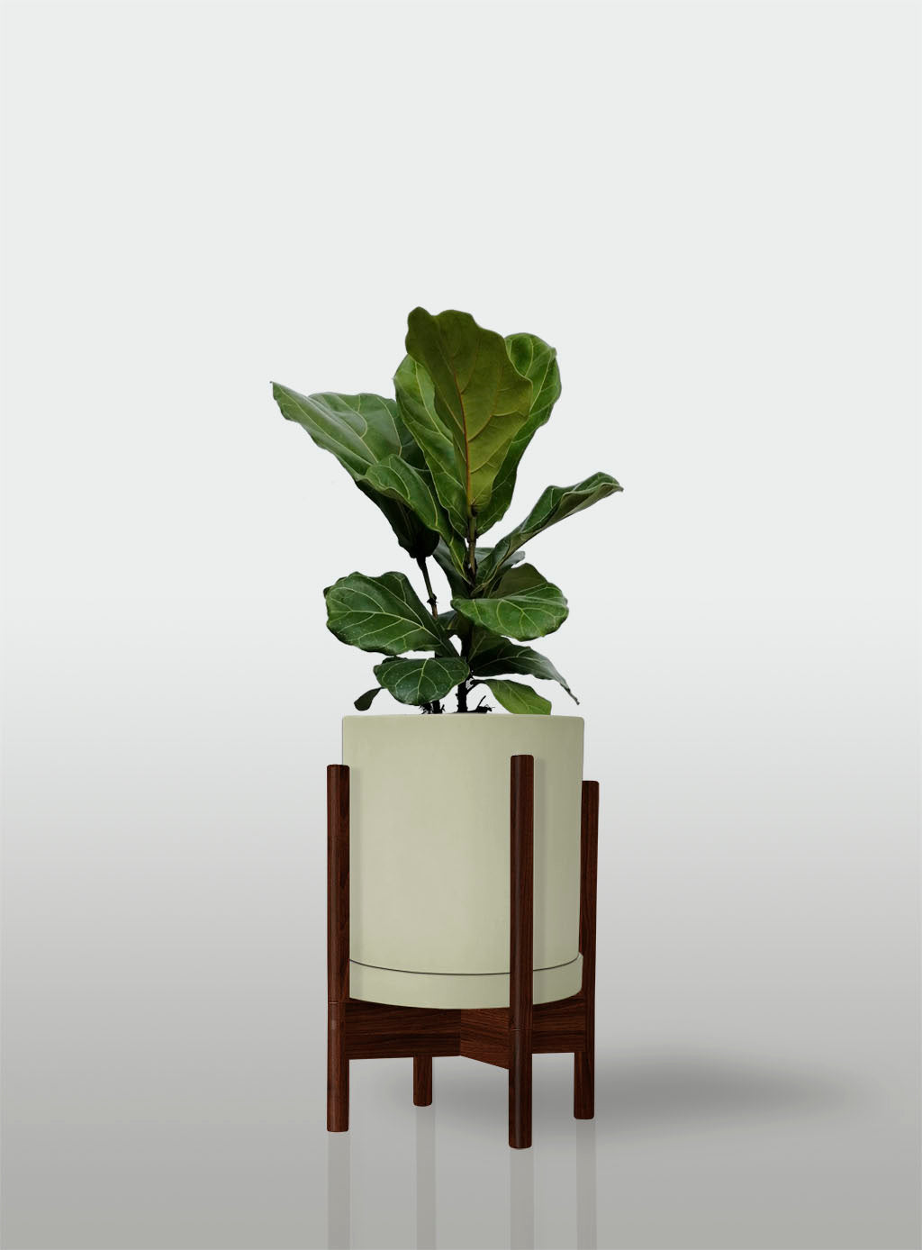 Ficus Lyrata / Pandurata