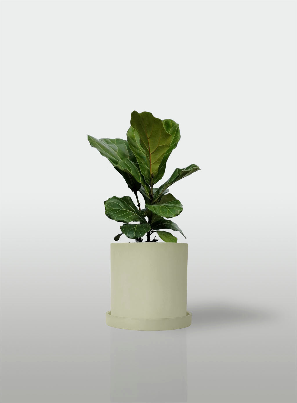 Ficus Lyrata / Pandurata