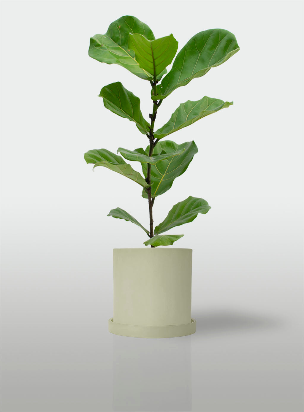 Ficus Lyrata