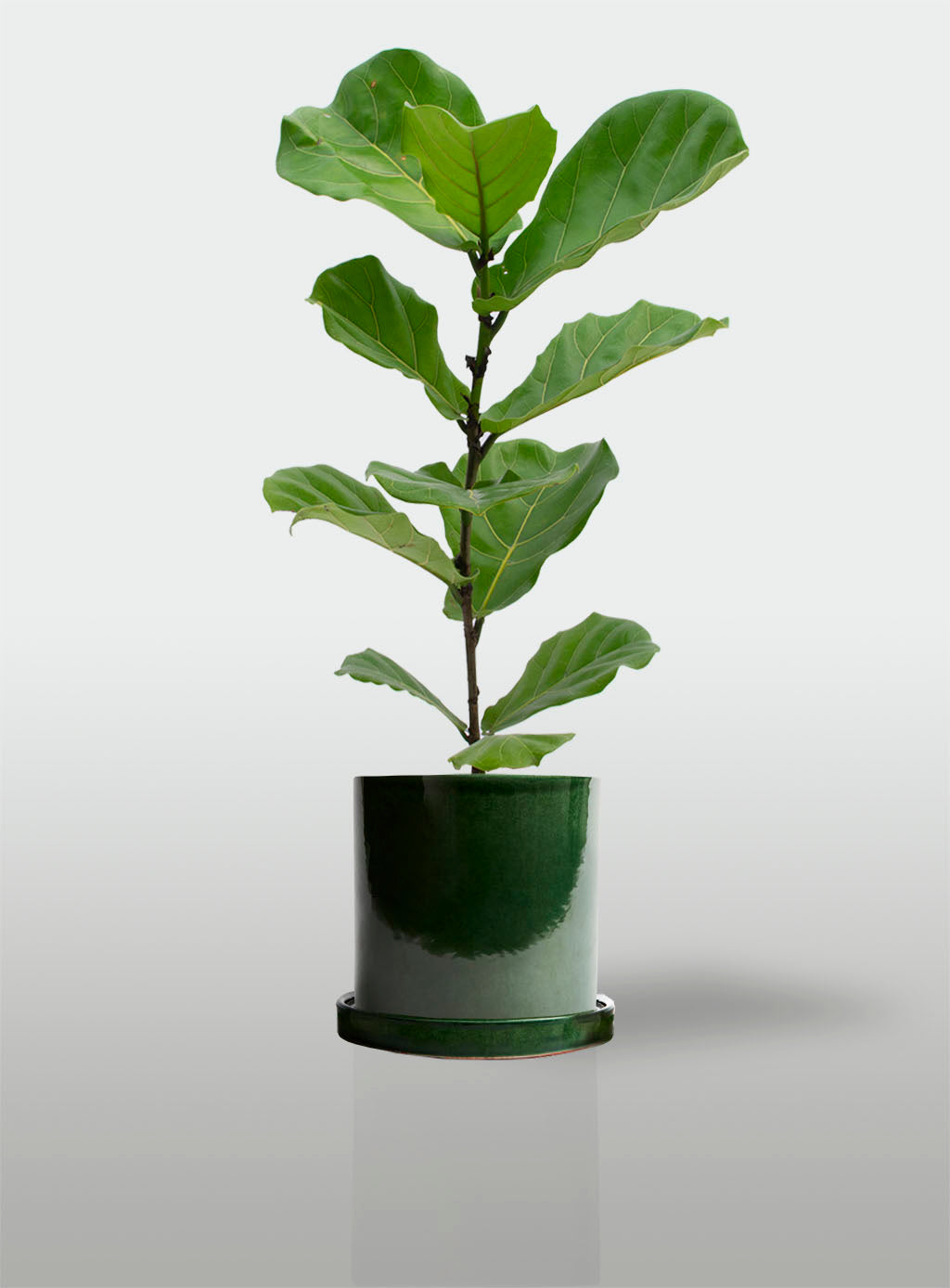 Ficus Lyrata