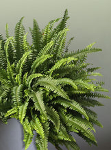 Cargar imagen en el visor de la galería, Helecho Boston
