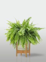 Cargar imagen en el visor de la galería, Helecho Boston