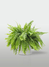 Cargar imagen en el visor de la galería, Helecho Boston