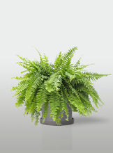 Cargar imagen en el visor de la galería, Helecho Boston