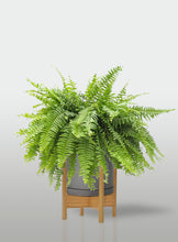 Cargar imagen en el visor de la galería, Helecho Boston