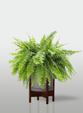 Cargar imagen en el visor de la galería, Helecho Boston
