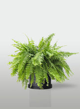 Cargar imagen en el visor de la galería, Helecho Boston