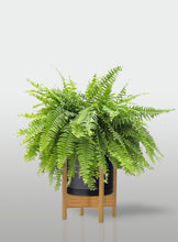 Cargar imagen en el visor de la galería, Helecho Boston