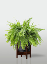 Cargar imagen en el visor de la galería, Helecho Boston