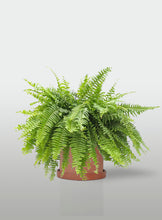 Cargar imagen en el visor de la galería, Helecho Boston